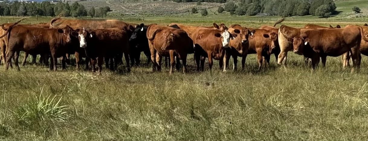 34 Head Bred Heifers